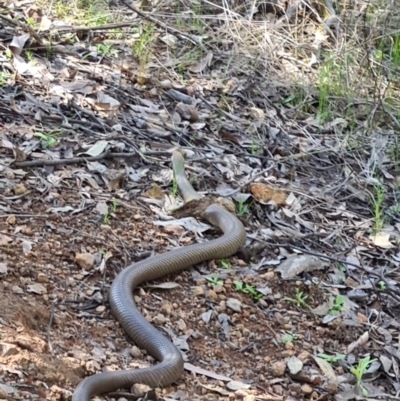 Pseudonaja textilis (Eastern Brown Snake) at Block 402 - 19 Sep 2021 by AaronClausen