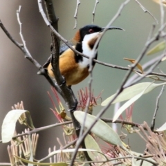 Acanthorhynchus tenuirostris (Eastern Spinebill) at Yackandandah, VIC - 19 Sep 2021 by KylieWaldon