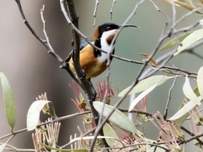 Acanthorhynchus tenuirostris (Eastern Spinebill) at Yackandandah, VIC - 19 Sep 2021 by KylieWaldon