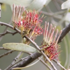 Amyema quandang var. quandang (Grey Mistletoe) at Yackandandah, VIC - 18 Sep 2021 by Kyliegw