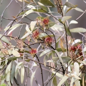 Amyema quandang var. quandang at Yackandandah, VIC - 19 Sep 2021