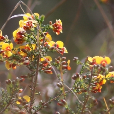 Dillwynia phylicoides (A Parrot-pea) at Yackandandah, VIC - 19 Sep 2021 by KylieWaldon