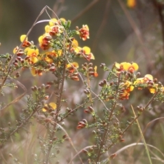 Dillwynia phylicoides at Yackandandah, VIC - 19 Sep 2021 09:53 AM