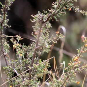 Dillwynia phylicoides at Yackandandah, VIC - 19 Sep 2021 09:53 AM