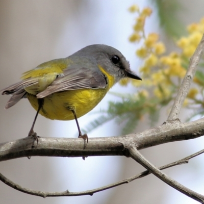 Eopsaltria australis (Eastern Yellow Robin) at Yackandandah, VIC - 19 Sep 2021 by Kyliegw