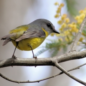 Eopsaltria australis at Yackandandah, VIC - 19 Sep 2021