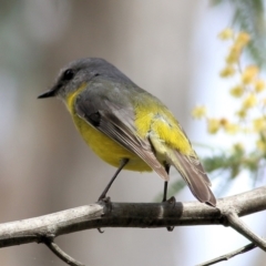 Eopsaltria australis at Yackandandah, VIC - 19 Sep 2021 10:08 AM