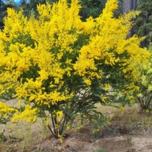 Acacia cultriformis at Isaacs, ACT - 19 Sep 2021