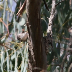 Daphoenositta chrysoptera (Varied Sittella) at Yackandandah, VIC - 19 Sep 2021 by Kyliegw