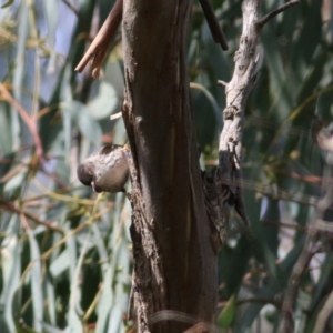 Daphoenositta chrysoptera at Yackandandah, VIC - 19 Sep 2021