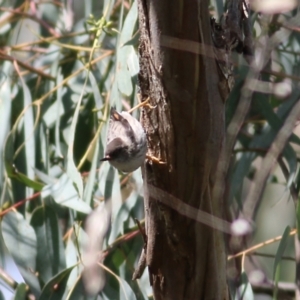 Daphoenositta chrysoptera at Yackandandah, VIC - 19 Sep 2021