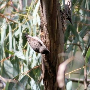 Daphoenositta chrysoptera at Yackandandah, VIC - 19 Sep 2021 10:35 AM