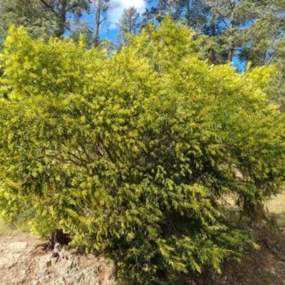 Acacia floribunda (White Sally Wattle, Gossamer Wattle) at Isaacs, ACT - 19 Sep 2021 by Mike