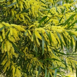 Acacia floribunda at Isaacs, ACT - 19 Sep 2021