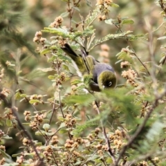 Zosterops lateralis (Silvereye) at Yackandandah, VIC - 19 Sep 2021 by KylieWaldon