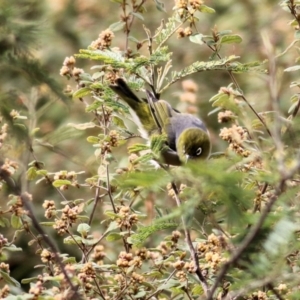 Zosterops lateralis at Yackandandah, VIC - 19 Sep 2021 10:26 AM