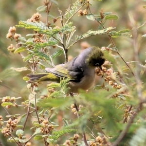Zosterops lateralis at Yackandandah, VIC - 19 Sep 2021 10:26 AM