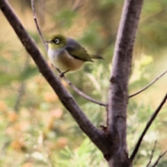 Zosterops lateralis at Yackandandah, VIC - 19 Sep 2021 10:26 AM