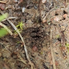 Unidentified Spider (Araneae) at Cook, ACT - 19 Sep 2021 by CathB