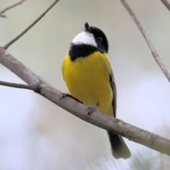 Pachycephala pectoralis (Golden Whistler) at Yackandandah, VIC - 19 Sep 2021 by Kyliegw