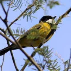 Pachycephala pectoralis at Yackandandah, VIC - 19 Sep 2021