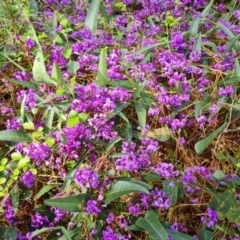 Hardenbergia violacea (False Sarsaparilla) at Isaacs, ACT - 19 Sep 2021 by Mike