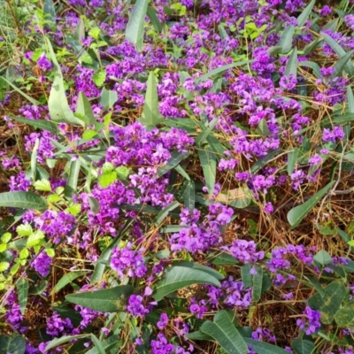 Hardenbergia violacea (False Sarsaparilla) at Isaacs Ridge and Nearby - 19 Sep 2021 by Mike