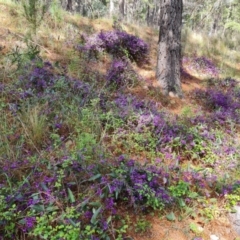 Hardenbergia violacea at Isaacs, ACT - 19 Sep 2021