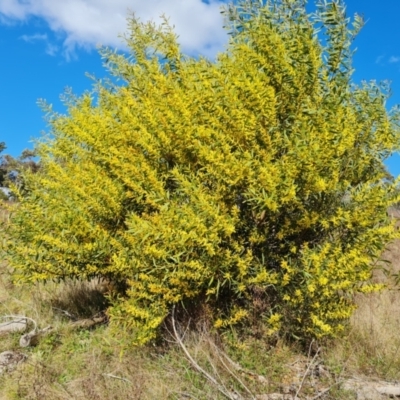 Acacia longifolia subsp. longifolia (sallow or Sydney golden wattle) at Jerrabomberra, ACT - 19 Sep 2021 by Mike