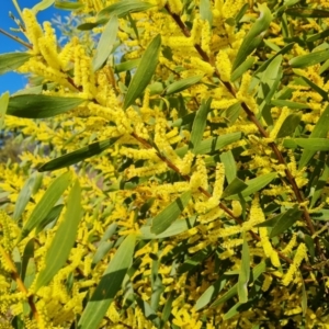 Acacia longifolia subsp. longifolia at Jerrabomberra, ACT - 19 Sep 2021