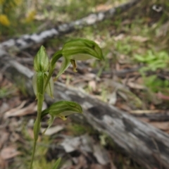 Bunochilus umbrinus (Broad-sepaled Leafy Greenhood) at Carwoola, NSW - 15 Sep 2021 by Liam.m