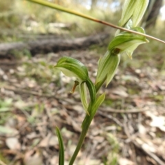 Bunochilus umbrinus (ACT) = Pterostylis umbrina (NSW) at suppressed - suppressed