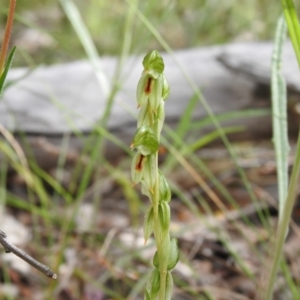 Bunochilus umbrinus (ACT) = Pterostylis umbrina (NSW) at suppressed - suppressed