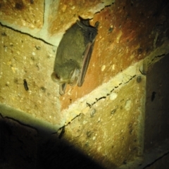 Nyctophilus sp. (genus) at Carwoola, NSW - suppressed