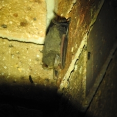 Nyctophilus sp. (genus) at Carwoola, NSW - suppressed