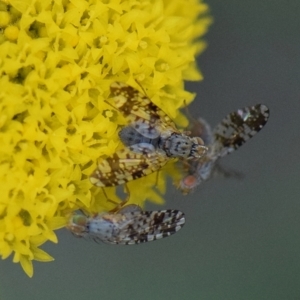 Austrotephritis sp. (genus) at Flynn, ACT - 13 Sep 2021 05:17 PM