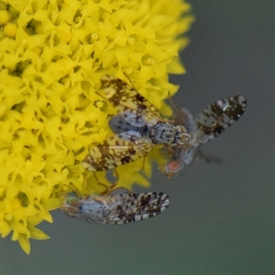 Austrotephritis sp. (genus) (Fruit fly or Seed fly) at Flynn, ACT - 13 Sep 2021 by Ernier