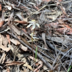 Caladenia ustulata at Stromlo, ACT - suppressed