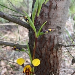 Diuris pardina (Leopard Doubletail) at Denman Prospect, ACT - 19 Sep 2021 by AJB