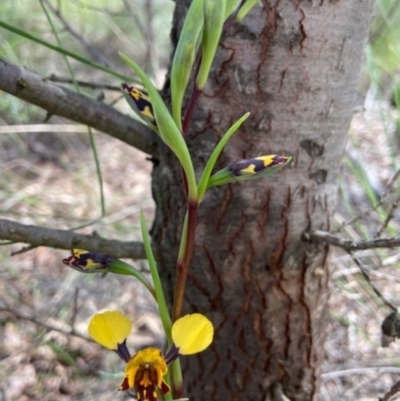 Diuris pardina (Leopard Doubletail) at Denman Prospect, ACT - 19 Sep 2021 by AJB