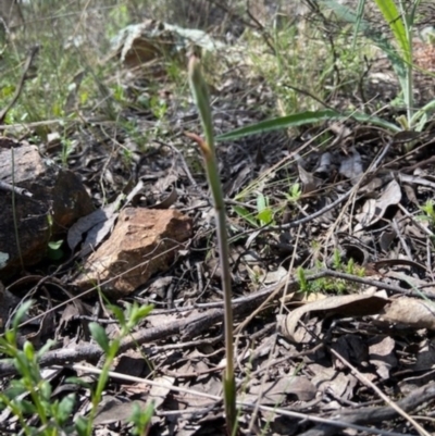 Thelymitra (Genus) (Sun Orchid) at Denman Prospect, ACT - 19 Sep 2021 by AJB