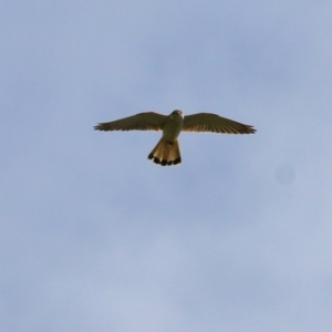 Falco cenchroides at Yackandandah, VIC - 19 Sep 2021