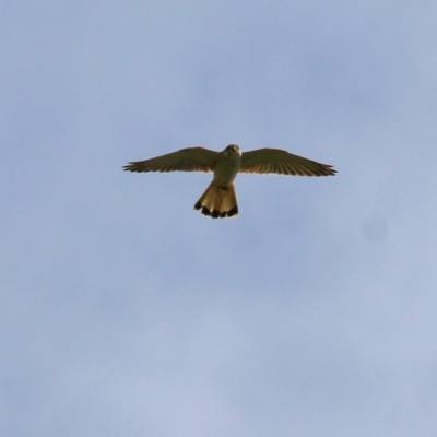 Falco cenchroides (Nankeen Kestrel) at Yackandandah, VIC - 19 Sep 2021 by KylieWaldon