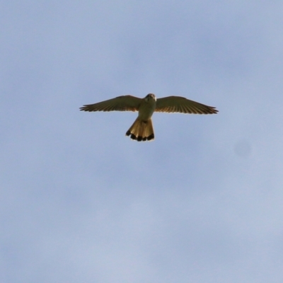 Falco cenchroides (Nankeen Kestrel) at Yackandandah, VIC - 19 Sep 2021 by Kyliegw
