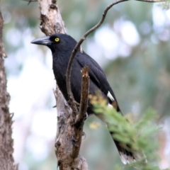 Strepera graculina (Pied Currawong) at Yackandandah, VIC - 19 Sep 2021 by KylieWaldon