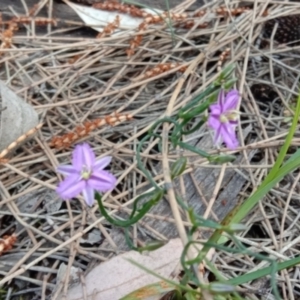 Thysanotus patersonii at Majura, ACT - 19 Sep 2021 12:25 PM