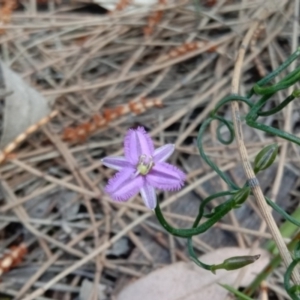 Thysanotus patersonii at Majura, ACT - 19 Sep 2021 12:25 PM