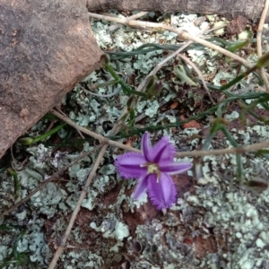 Thysanotus patersonii at Majura, ACT - 19 Sep 2021