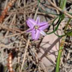 Thysanotus patersonii (Twining Fringe Lily) at Mount Ainslie - 19 Sep 2021 by RachelDowney