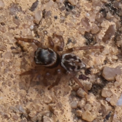 Maratus griseus (Jumping spider) at Kaleen, ACT - 19 Sep 2021 by debhart